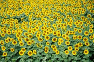 tournesol_21_loupblanc_chamanisme