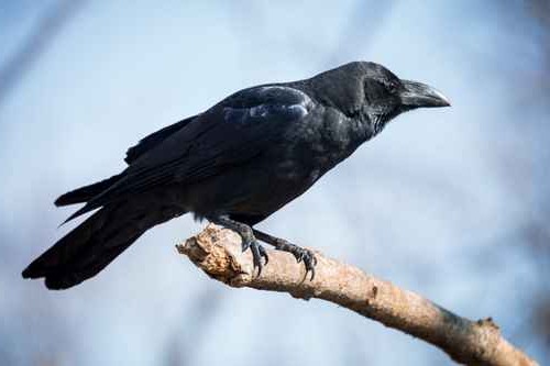 Animal Totem Le Corbeau Loup Blanc Ahimsa Hridayananda