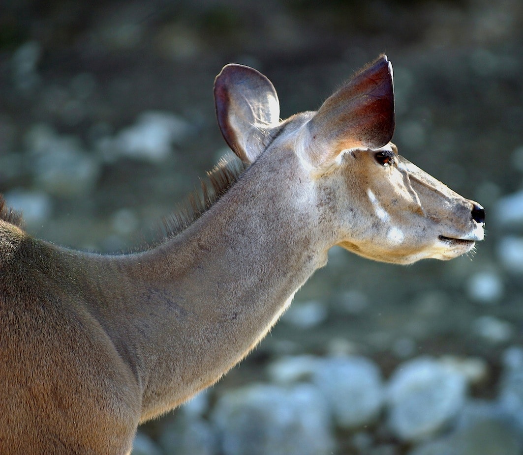 Animal Chamanisme Loup Blanc