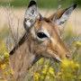 Animal Chamanisme Loup Blanc