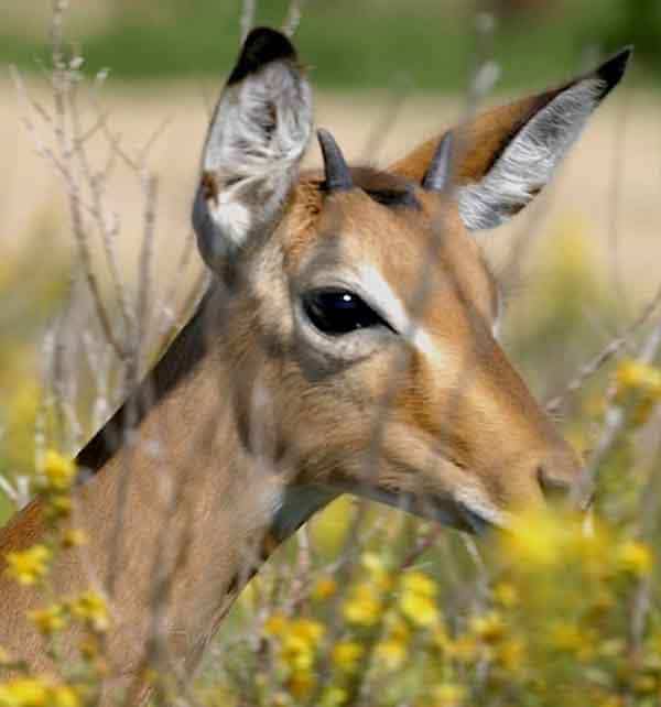 Animal Chamanisme Loup Blanc