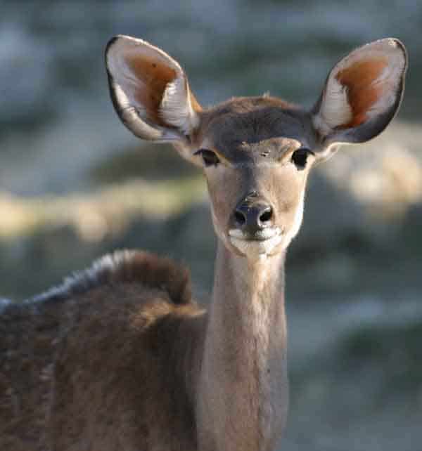 Animal Chamanisme Loup Blanc