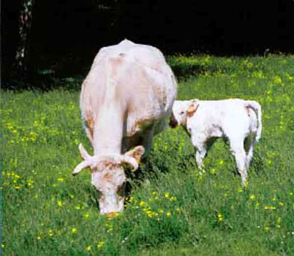 Animal Chamanisme Loup Blanc