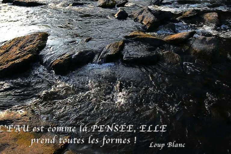 la-pensee-loupblanc-fb