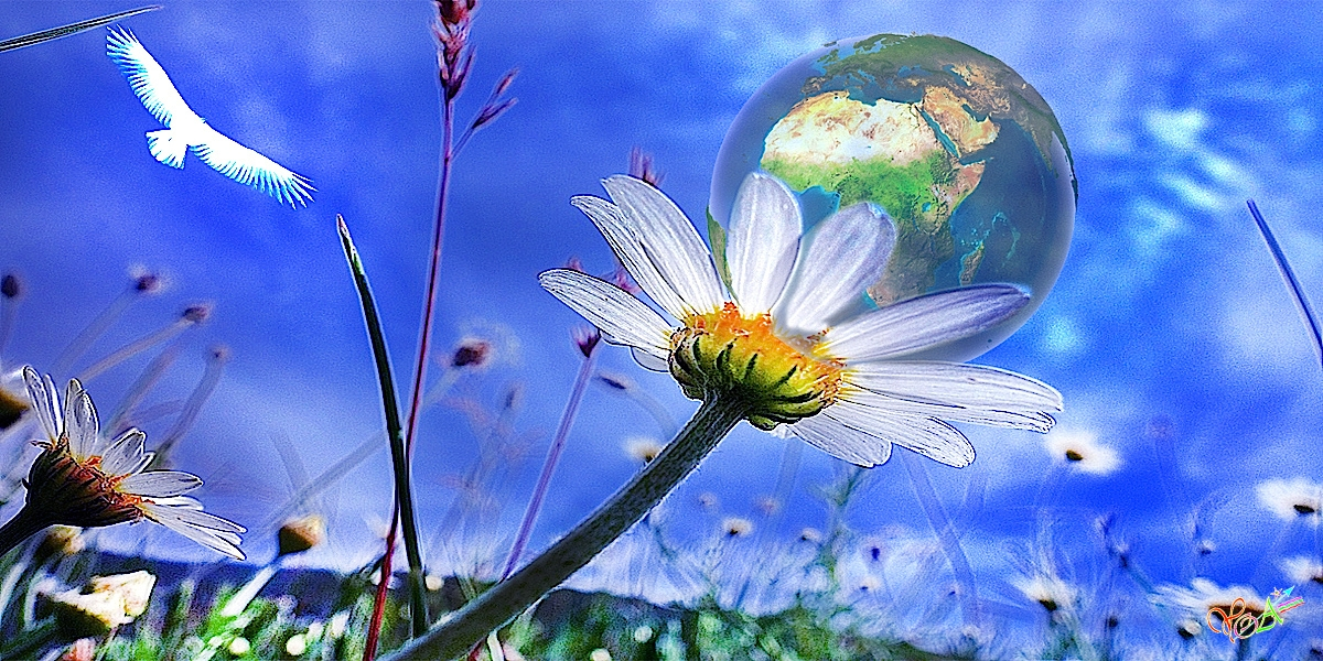 lettre-aux-présidents-loup-blanc chamanisme de l'origine marguerite terre