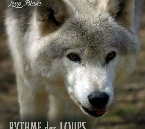 Rythme des Loups album musique