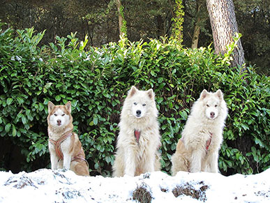 chamanisme de l'origine 3 loups