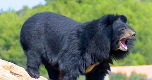 plaidoyerdesanimaux-loupblancchaman-chamanisme Plaidoyer des animaux
