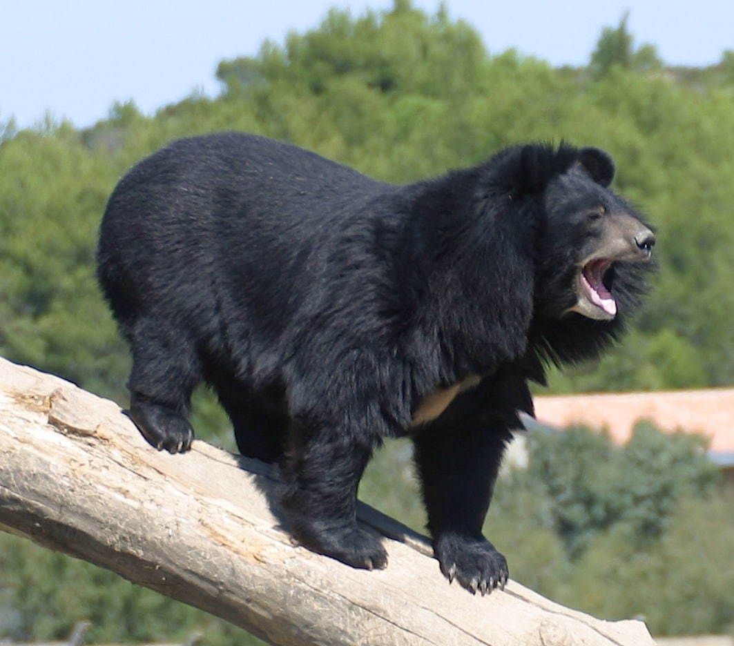 Animal Chamanisme Loup Blanc